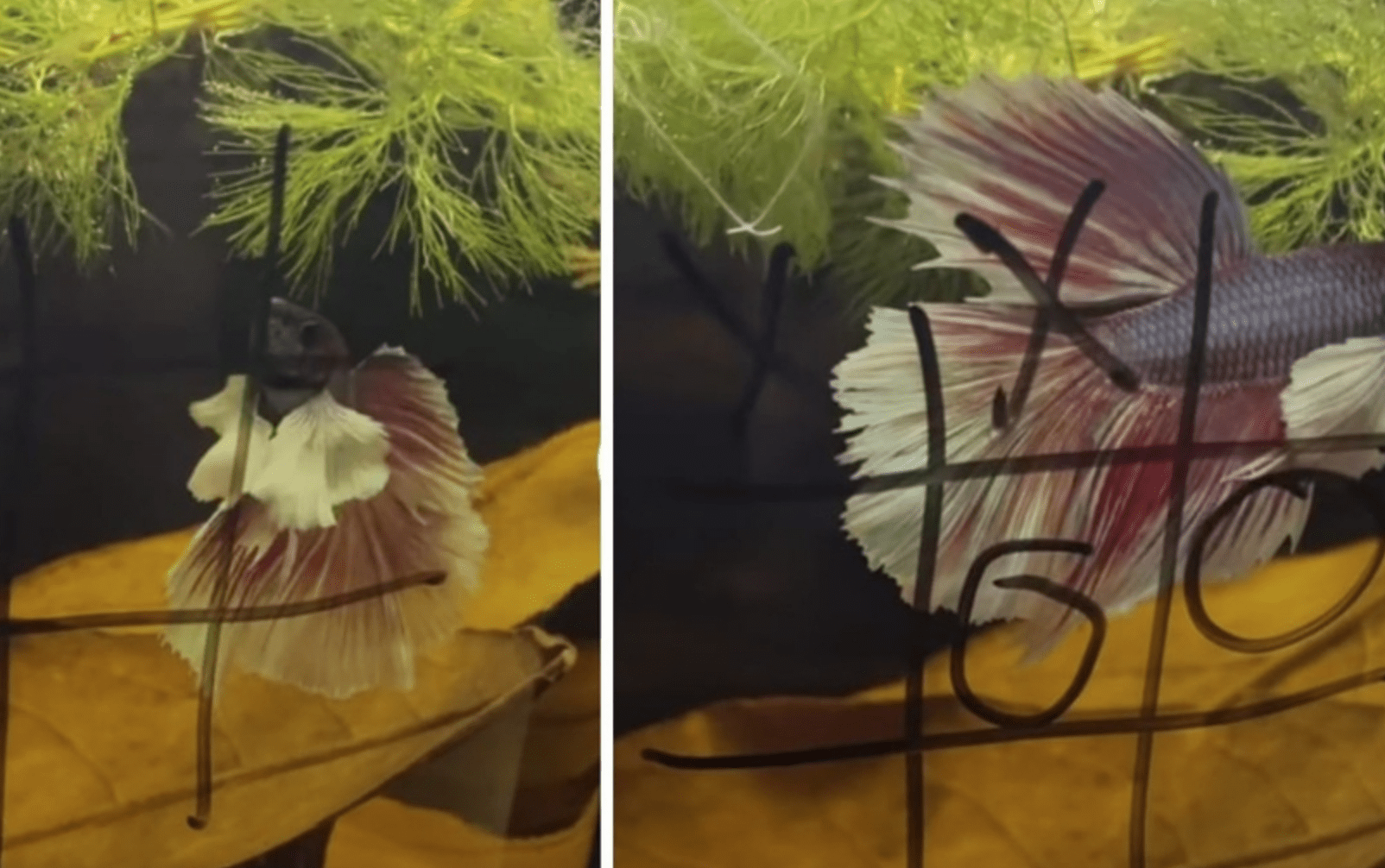 Pez sorprende por saber jugar "gato" y se viraliza en TikTok