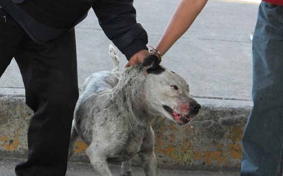 Investigarán violencia doméstica a partir de maltrato animal en CDMX