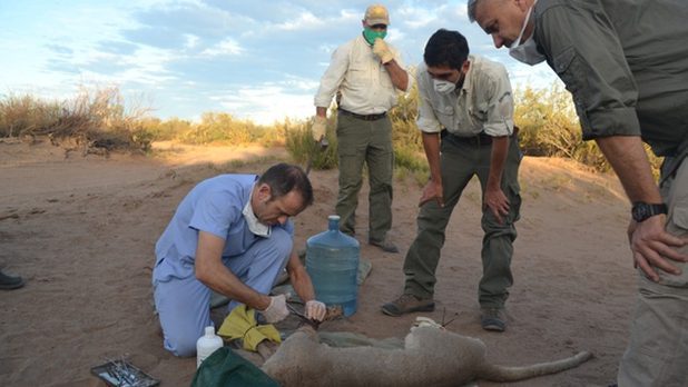 Hombre pagará manutención de puma, luego de que cayera en una trampa que puso
