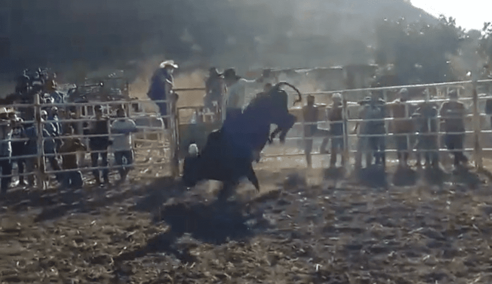 Realizan jaripeo y pelea de gallos en Oaxaca, en plena pandemia