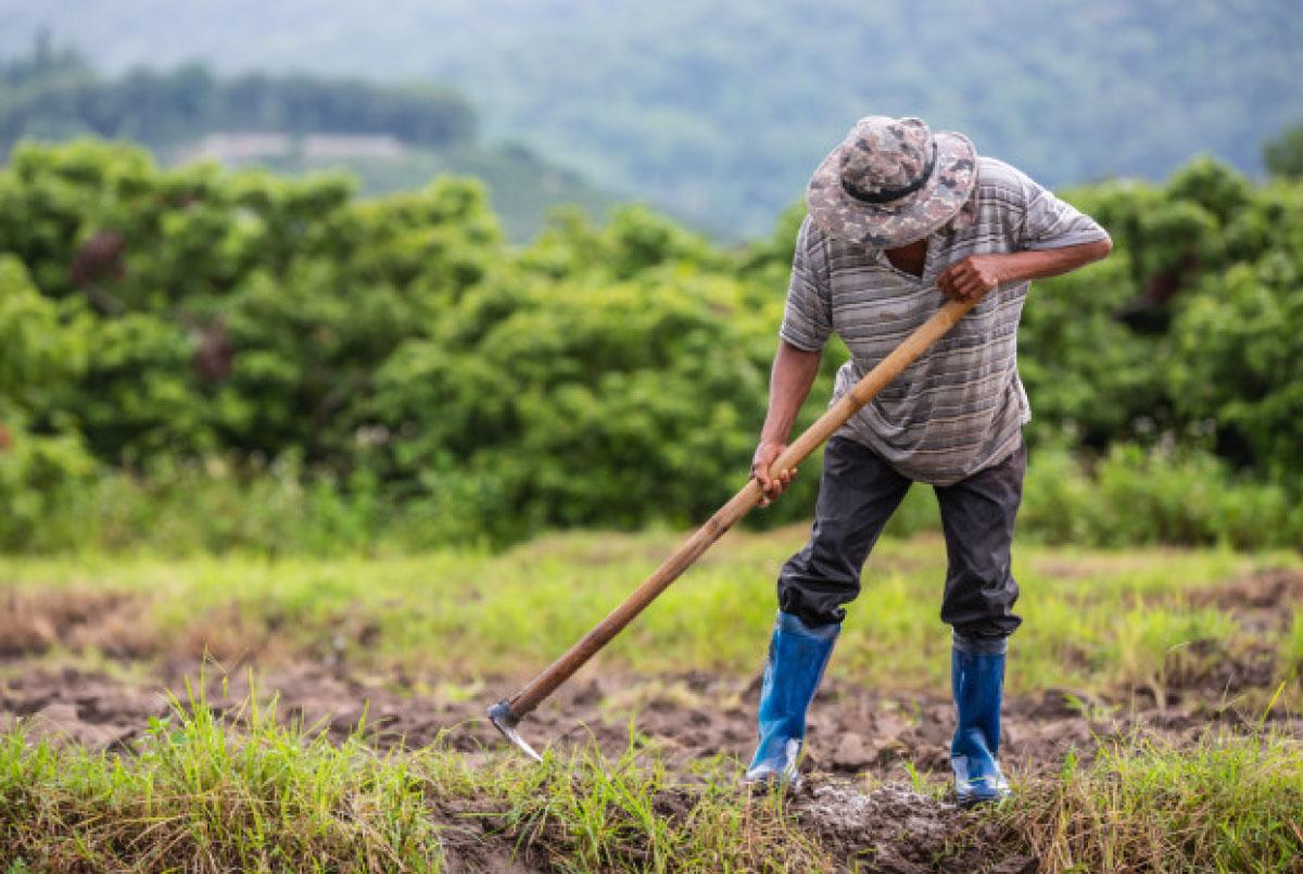 Apuesta Nestlé por agricultura regenerativa