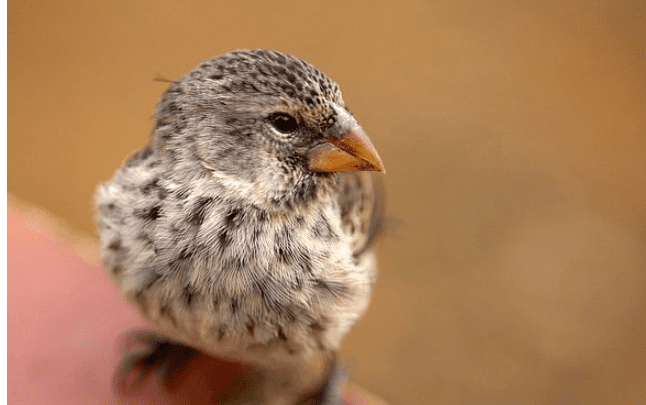 Detienen a hombre que viajó con 35 pájaros vivos en su ropa