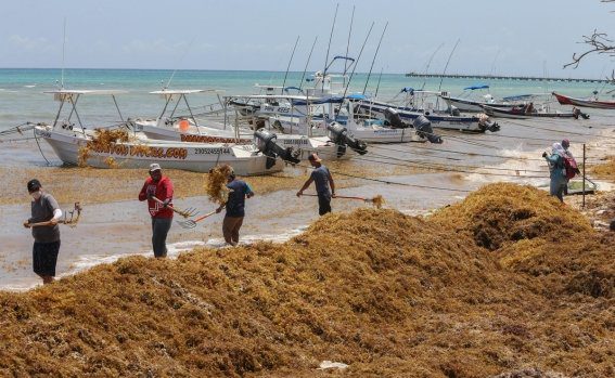 Inicia arribo masivo de sargazo en el Caribe mexicano