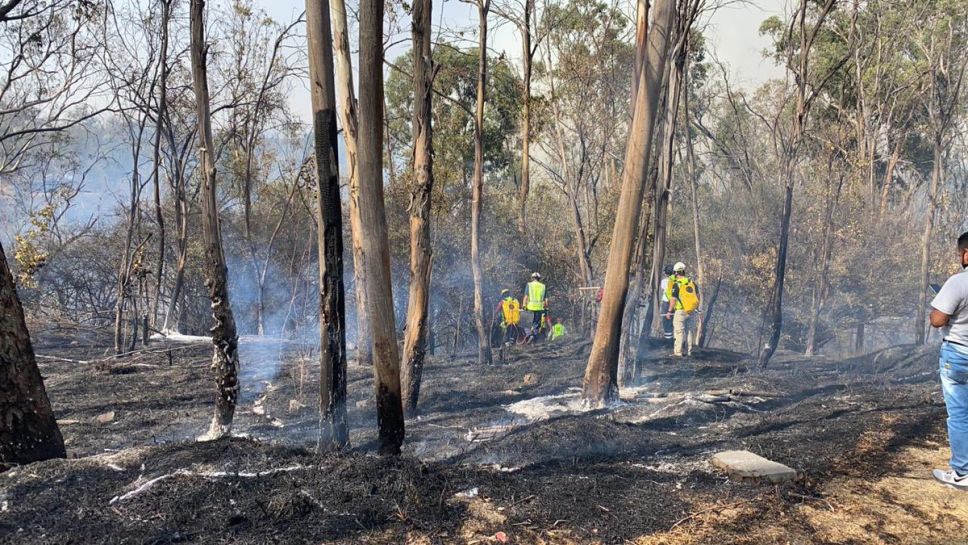 Reportan incendio forestal en el Bosque de Chapultepec de la CDMX