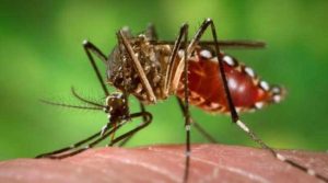 Prueban vacuna contra dengue; evitó 83.6% de hospitalizaciones