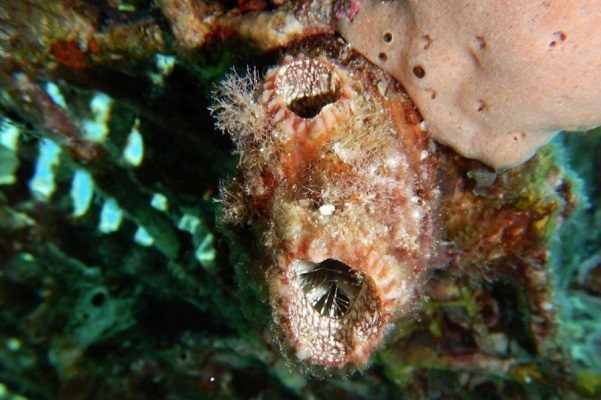 Encuentran especie capaz de regenerar todos sus órganos