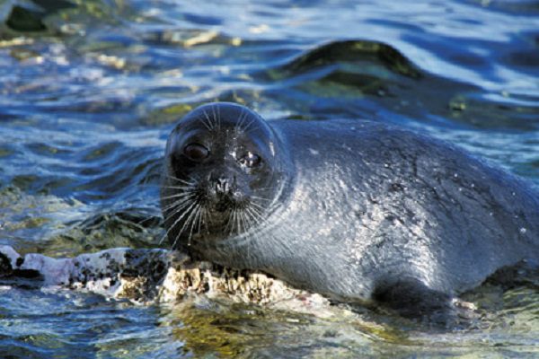 Hallan 170 focas muertas en las orillas del Mar Caspio, en Rusia