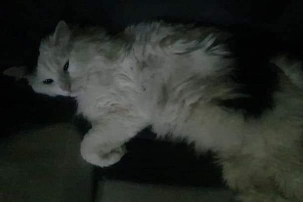 Recién operado, gatito sobrevivió a colapso en L12 del Metro CDMX