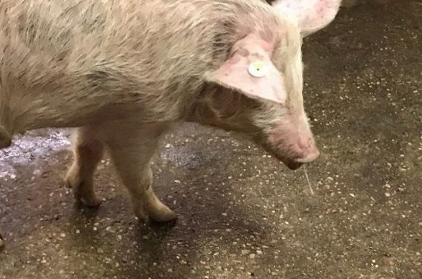 Filipinas declaran Estado de calamidad por brote de peste porcina