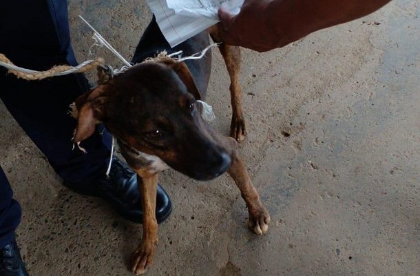 Detienen a un 'narcoperro' que comunicaba a reos, en Panamá #VIDEO