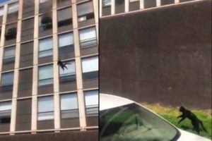 Gatito salta de quinto piso de edificio en llamas y queda ileso #VIDEO