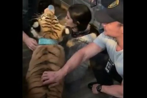 Rescatan a tigre de Bengala que deambulaba por calles Houston #VIDEOS