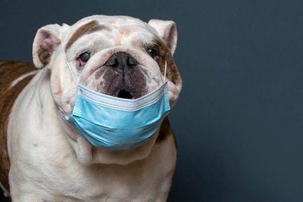 Detectan nuevo coronavirus que provendría de los perros
