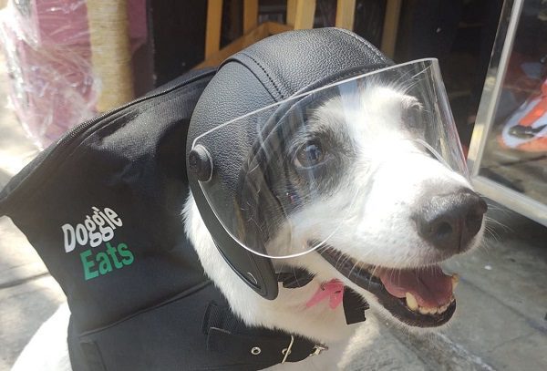 Any, la perrita repartidora que trabaja para ayudar a su refugio, en CDMX