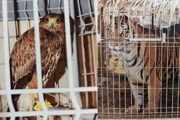 Rescatan animales exóticos en domicilio de Zapopan, Jalisco