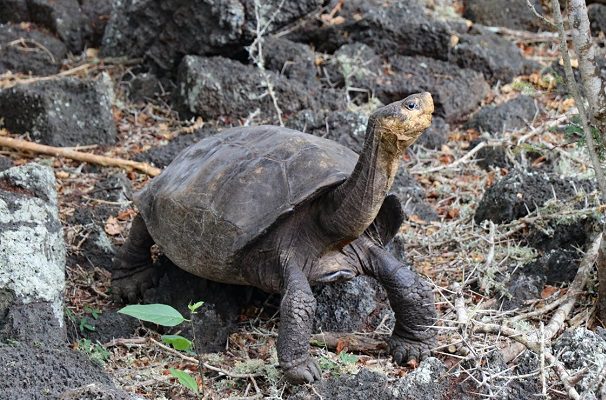 Encuentran en Galápagos tortuga que se creía extinta hace más de 100 años
