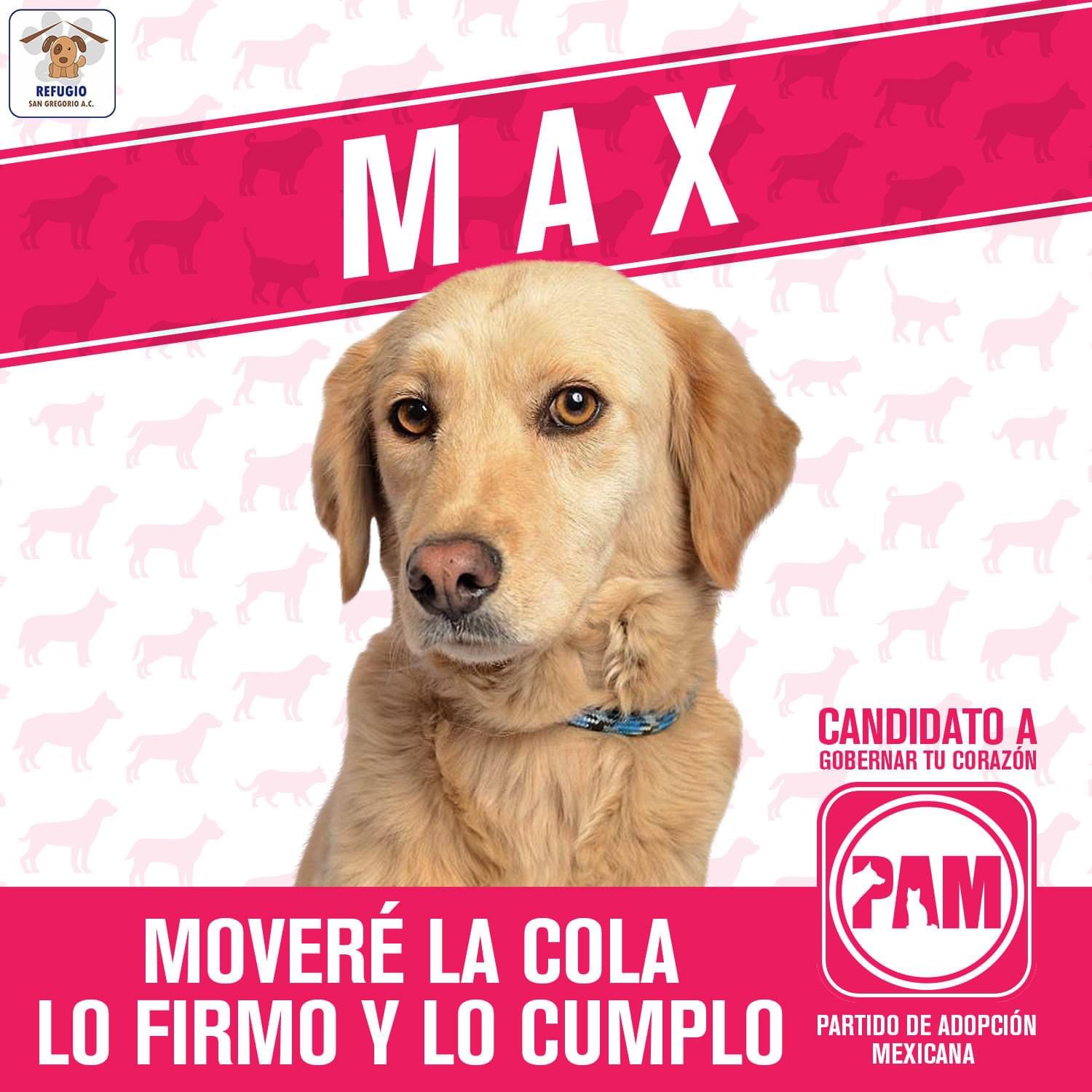 PAM, el ‘partido’ que tiene como candidatos a perritos en adopción