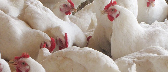 EU pide no besar pollos por casos de salmonelosis