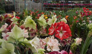 Regala flores a mamá y consume local este 10 de mayo: Sader