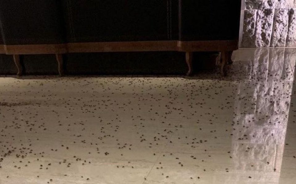 Por venganza arrojan más de mil cucarachas a restaurante |VIDEO