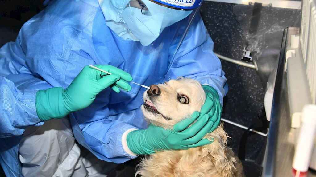 Primer perro contagiado con la variante británica de covid, en España