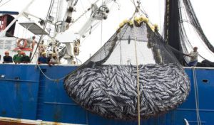 Más de 513 mil kilos de producto marino ilegal incautados en abril: Conapesca