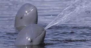 A punto de extinguirse, sobreviven solo 10 vaquitas marinas