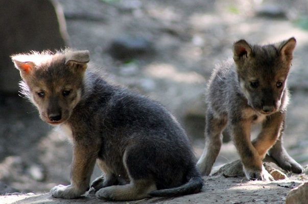 Nacen cachorros de lobo mexicano en Zoológico de Chapultepec #VIDEO