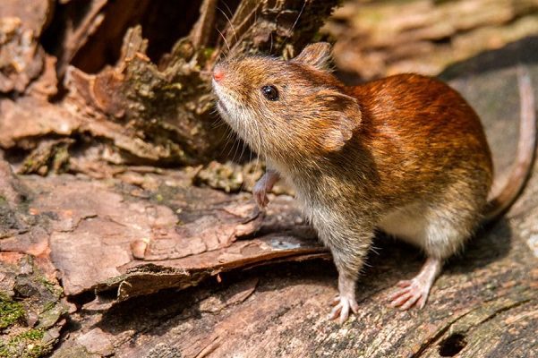 EE.UU. alerta detección de caso humano de hantavirus