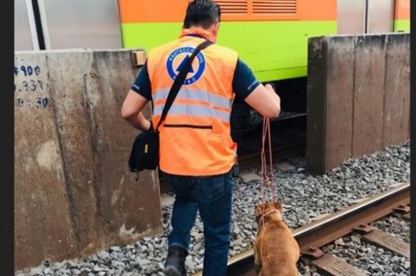 Detienen marcha de vagones en Linea 8 del Metro para rescatar a perro