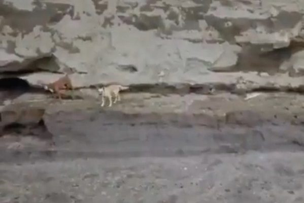 Localizan con vida a dos perritos que cayeron al socavón de Puebla #VIDEO