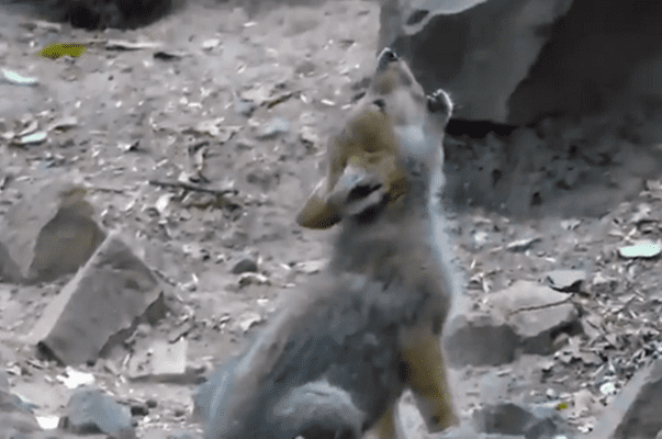 Primer aullido de lobito en Chapultepec enternece a las redes #VIDEO