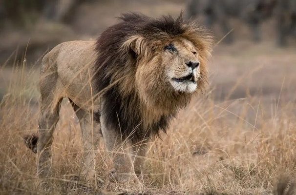 Fallece 'Scarface', el léon más famoso de Kenia