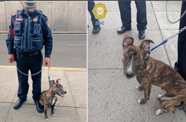 Policía rescata y adopta a perrito en la GAM