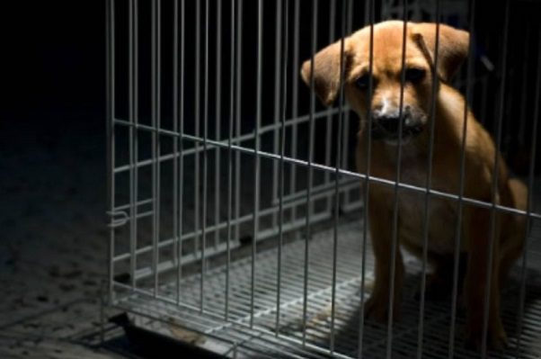 Hasta cuatro años de prisión por maltrato animal en Morelos
