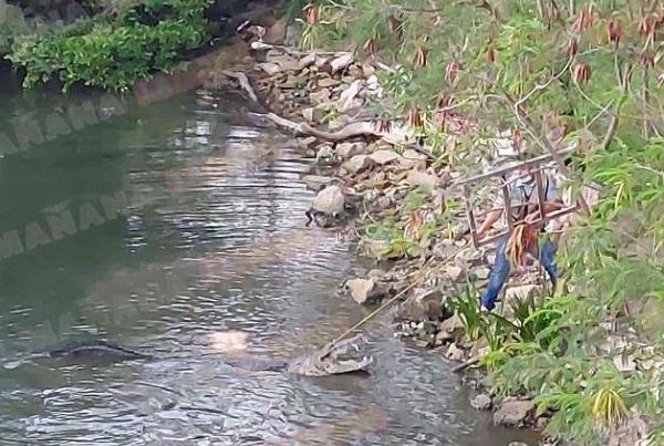 Cocodrilo mata a mujer mientras lavaba ropa, en Tamaulipas #VIDEO (IMÁGENES FUERTES)
