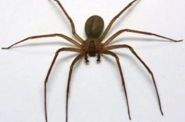 Hombre muere por picadura de araña violinista, en Guanajuato