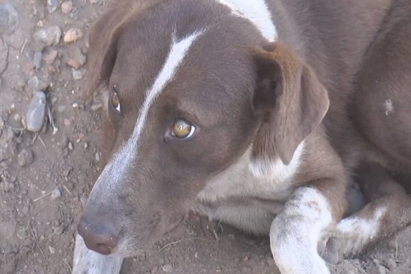 'Cuchufleto', el perrito que espera a su dueño en la mina de Múzquiz #VIDEO