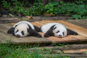 Nacen dos osos panda en zoológico de Tokio