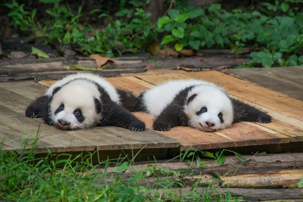 Nacen dos osos panda en zoológico de Tokio