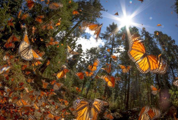 Advierten infestación de plaga en la Reserva de la Biosfera Mariposa Monarca