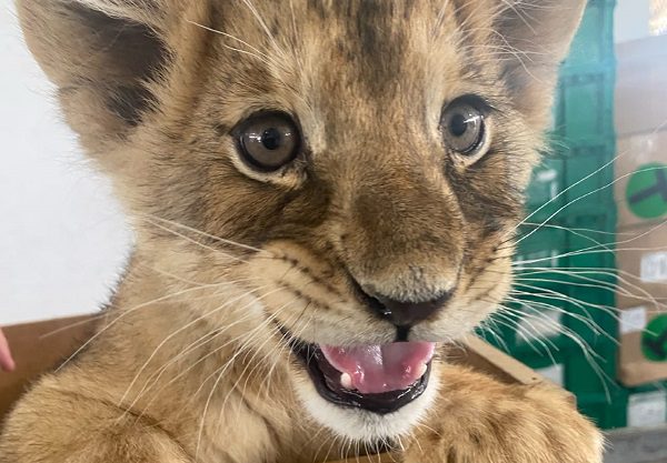 GN rescata cachorra de león en aeropuerto de Ciudad Juárez