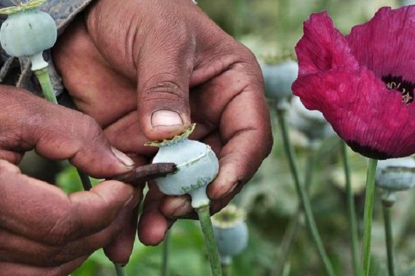 ONU revela que México es el tercer mayor productor de opio en el mundo