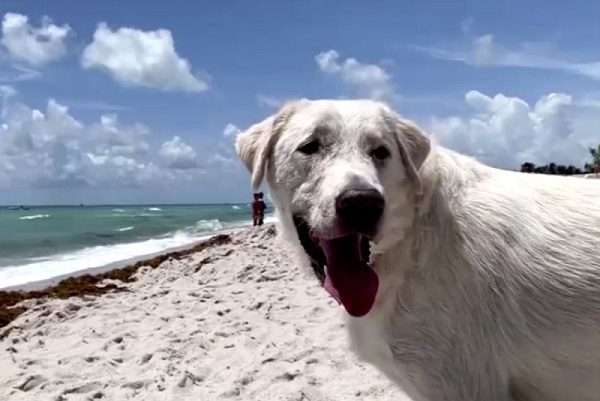 Perritos de terapia ayudan a familiares de víctimas de edificio de Miami #VIDEO