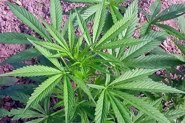 Corte avala despenalización de uso lúdico de la mariguana