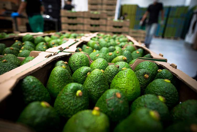 Exportación de aguacate mexicano a EU rompe récord