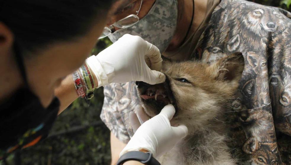 Invitan a nombrar a los 5 lobitos de Chapultepec