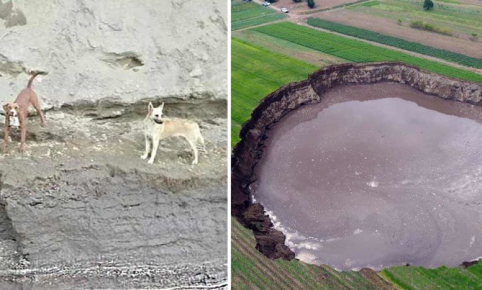 Cae otro perrito a socavón de Puebla, lo reportan herido #VIDEO