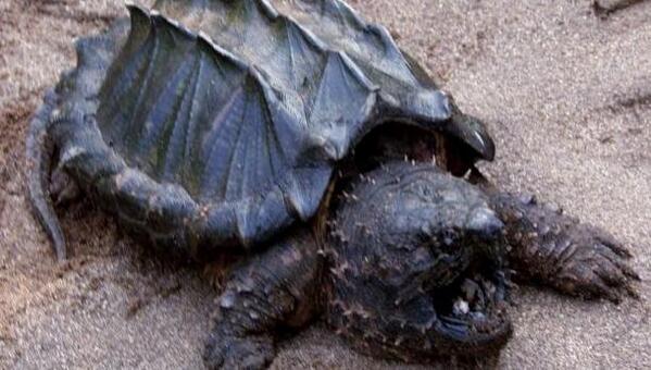 Detienen a tres hombres con lagarto y tortuga caimán en alcaldía Benito Juárez