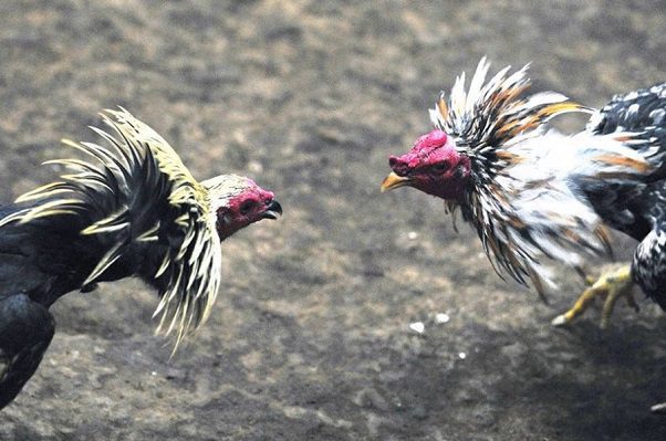 Hidalgo declara Patrimonio Cultural Inmaterial las peleas de gallos